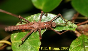 PSG 70 Haaniella scabra KNP LT M1