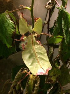 PSG 72 Phyllium giganteum1 Copyright © KorinaAbbott