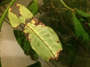 PSG 72 Phyllium giganteum2 Copyright © KorinaAbbott