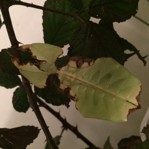 PSG 72 Phyllium giganteum3 Copyright © KorinaAbbott