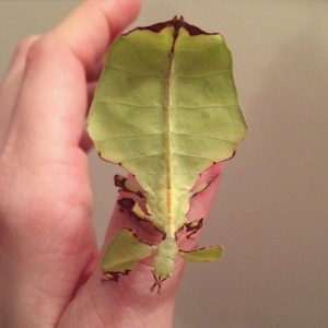PSG 72 Phyllium giganteum4 Copyright © KorinaAbbott