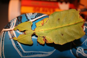 PSG 72 Phyllium giganteum5 Copyright © KorinaAbbott