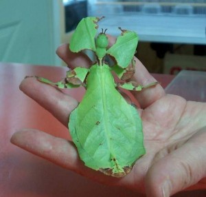 PSG 72 Phyllium giganteum adult female