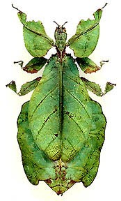 PSG 72 Phyllium giganteum adult female2
