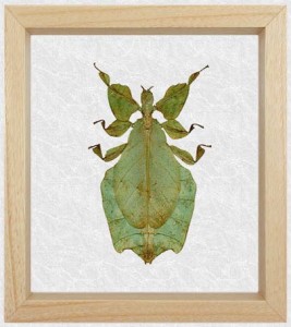 PSG 72 Phyllium giganteum adult female3