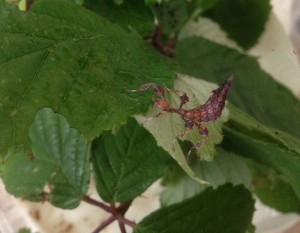 PSG 72 Phyllium giganteum nymph1 Copyright © KorinaAbbott