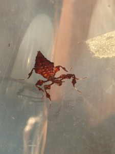 PSG 72 Phyllium giganteum nymph2 Copyright © KorinaAbbott