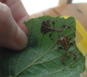 PSG 72 Phyllium giganteum nymphs Copyright © KorinaAbbott