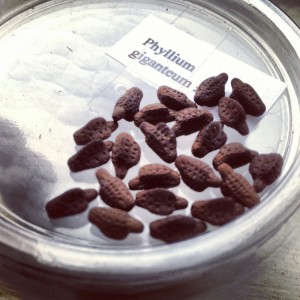 PSG 72 Phyllium giganteum ova Copyright © KorinaAbbott