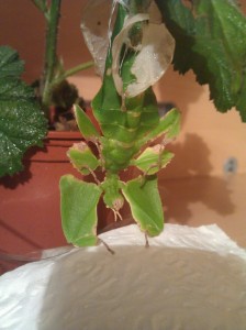 PSG 72 Phyllium giganteum skinshed2 Copyright © KorinaAbbott