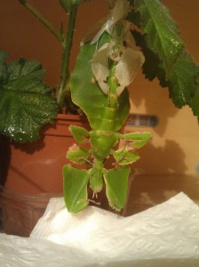 PSG 72 Phyllium giganteum skinshed3 Copyright © KorinaAbbott