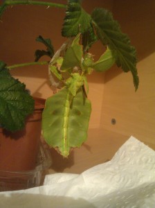 PSG 72 Phyllium giganteum skinshed5 Copyright © KorinaAbbott