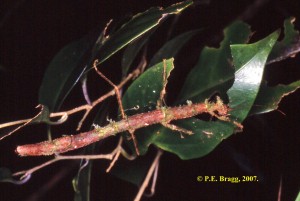PSG 73 Phenacephorus cornucervi F Kinabalu