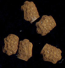 PSG 73 Phenacephorus cornucervi P cornucervi ova