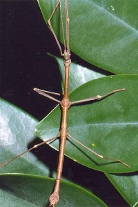 PSG 73 Phenacephorus cornucervi adult male