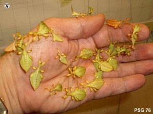 PSG 76 Phyllium siccifolium Ns Copyright © Tony James