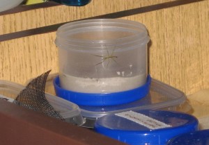 PSG 7 Clitarchus hookeri nymph