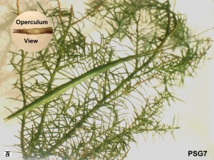 PSG 7 Clitarchus hookerii2 Copyright © Tony James
