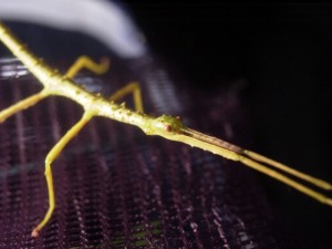 PSG 80 Acanthoxyla geisovii