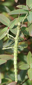 PSG 80 Acanthoxyla geisovii4