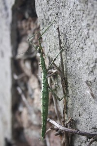 PSG 80 Acanthoxyla geisovii 