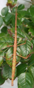 PSG 81 Acanthoxyla inermis