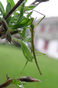 PSG 81 Acanthoxyla inermis nymph