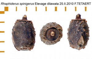 PSG 82 Rhaphiderus spinigerus ova
