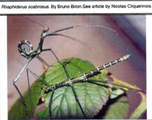 PSG 83 Rhaphiderus scabrosus Copyright © Bruno Biron
