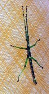 PSG 83 Rhaphiderus scabrosus male