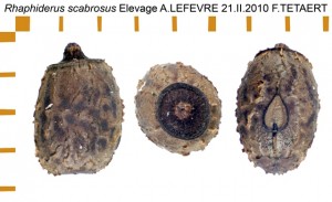 PSG 83 Rhaphiderus scabrosus ova