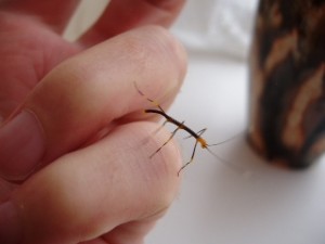 PSG 84 Oreophoetes peruana first instar