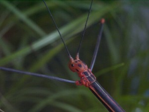 PSG 84 Oreophoetes peruana gynandromorph1