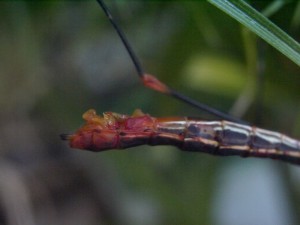PSG 84 Oreophoetes peruana gynandromorph3
