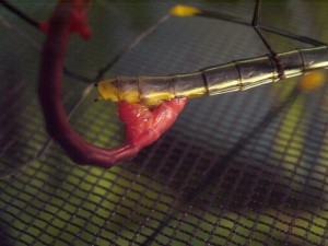 PSG 84 Oreophoetes peruana mating
