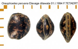 PSG 84 Oreophoetes peruana ova