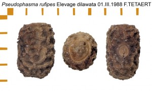 PSG 85 Pseudophasma rufipes ova