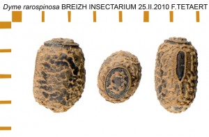 PSG 86 Dyme rarospinosa ova