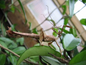 PSG 9 Extatosoma tiaratum adult male