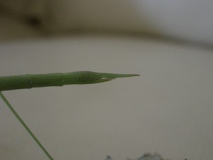 PSG 90 Rhamphosipyloidea gorkomi adult female ovipositor Copyright © NFord