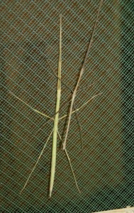 PSG 90 Rhamphosipyloidea gorkomi Copyright © Ian Bushell