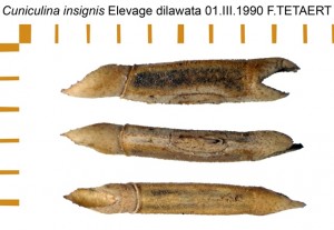 PSG 94 Culiculina insignis ova