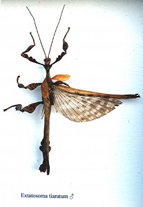 PSG 9 Extatosoma tiaratum adult male