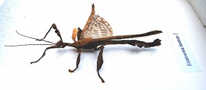PSG 9 Extatosoma tiaratum adult male