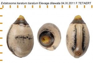 PSG 9 Extatosoma tiaratum ova