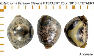 PSG 9 Extatosoma tiaratum anomolous ova