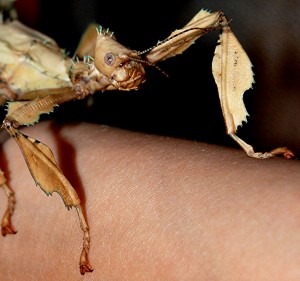 PSG 9 Extatosoma tiaratum adult female