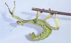 PSG 9 Mike Smiths winning photograph of Extatosoma tiaratum ad fe