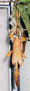 PSG 9 adult male moult2 Copyright © NFord