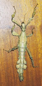 PSG 9 subadult female on table Copyright © NFord